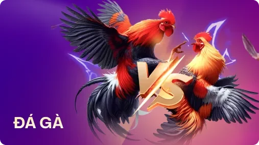 cookfight